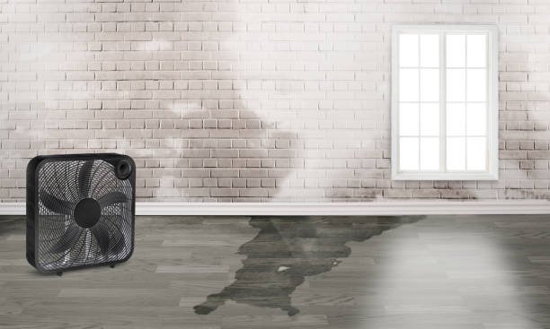 Best Flood damage cleanup  in Damascus, OR
